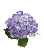 Hydrangea Tinted Lavender