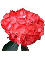 Hydrangea Tinted Red