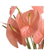 Anthurium Peach