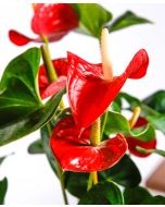Anthurium