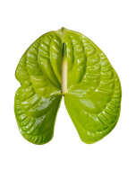 Anthurium Green