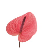 Anthurium Pink