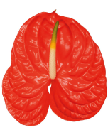 Anthurium Red