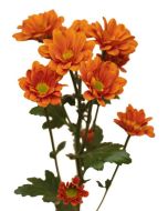 daisy poms — orange