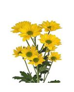 daisy poms — yellow