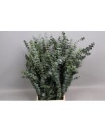 Eucalyptus Baby