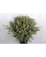 Eucalyptus Parvifolia