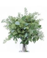 Eucalyptus Seeded