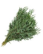 Eucalyptus Willow
