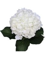 Hydrangea White Antique