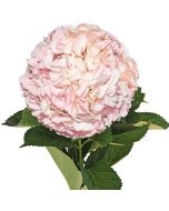 Hydrangeas Natural Pink