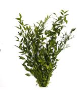 Italian Ruscus