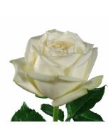 White Rose Polo