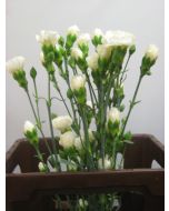 MIni Carnation White