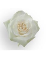 White Rose Moon Stone