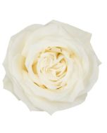 White Rose Playa Blanca