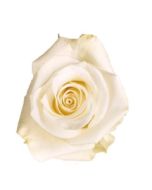 White Rose Tibet