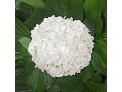 Hydrangeas White Select