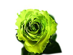 Green Rose Wimbledon