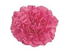 Carnation pink	