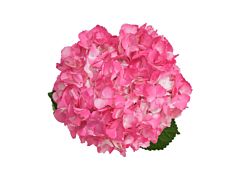 Hydrangea Tinted Hot Pink