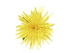 spider mum — yellow