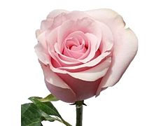 Light Pink Rose Titanic