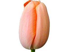 Standard Tulips - peach