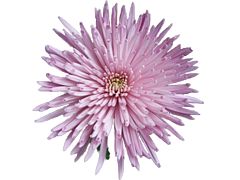 spider mum — lavender