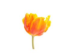 Parrot Tulips  Orange