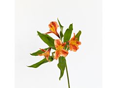 Alstroemeria Orange