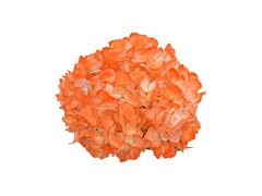 Hydrangea Tinted Orange