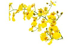 Oncidium Small