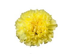 Carnation Yellow