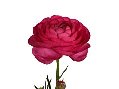 Ranunculus - hot pink