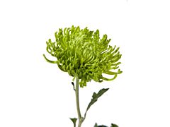 spider mum — green