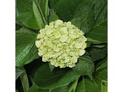 Hydrangeas Mojito Green