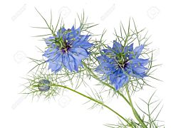 Nigella