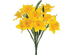 Daffodils