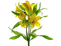 Alstroemeria Yellow