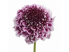 Scabiosa Cherry Vanilla