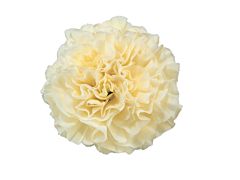 Carnation Creamy Yellow