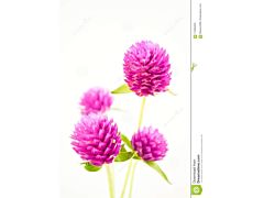 Gomphrena - Hot Pink