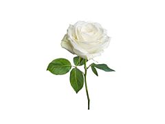 White Rose Escimo