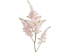 Astilbe - light pink