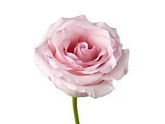 Blush Pink Rose Nena