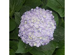 Hydrangea Lavander Antique