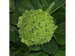 Hydrangea Emerald