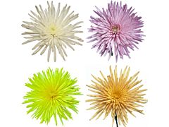 spider mum — assorted