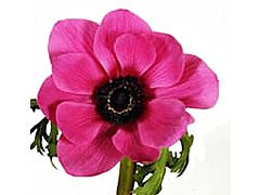 Anemone Hot Pink